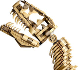 Dinosaur Fossils: Tyrannosaurus rex